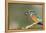 Kingfisher (Alcedo Atthis), Yorkshire, England, United Kingdom, Europe-David and Louis Gibbon-Framed Premier Image Canvas