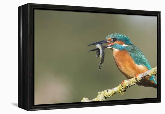 Kingfisher (Alcedo Atthis), Yorkshire, England, United Kingdom, Europe-David and Louis Gibbon-Framed Premier Image Canvas