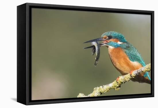 Kingfisher (Alcedo Atthis), Yorkshire, England, United Kingdom, Europe-David and Louis Gibbon-Framed Premier Image Canvas