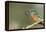 Kingfisher (Alcedo Atthis), Yorkshire, England, United Kingdom, Europe-David and Louis Gibbon-Framed Premier Image Canvas