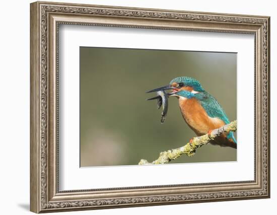 Kingfisher (Alcedo Atthis), Yorkshire, England, United Kingdom, Europe-David and Louis Gibbon-Framed Photographic Print