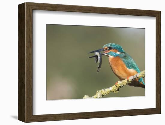 Kingfisher (Alcedo Atthis), Yorkshire, England, United Kingdom, Europe-David and Louis Gibbon-Framed Photographic Print