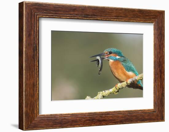 Kingfisher (Alcedo Atthis), Yorkshire, England, United Kingdom, Europe-David and Louis Gibbon-Framed Photographic Print