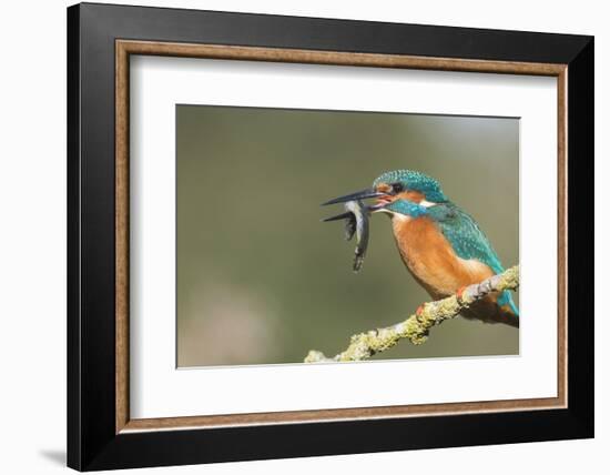 Kingfisher (Alcedo Atthis), Yorkshire, England, United Kingdom, Europe-David and Louis Gibbon-Framed Photographic Print