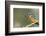 Kingfisher (Alcedo Atthis), Yorkshire, England, United Kingdom, Europe-David and Louis Gibbon-Framed Photographic Print