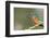 Kingfisher (Alcedo Atthis), Yorkshire, England, United Kingdom, Europe-David and Louis Gibbon-Framed Photographic Print