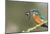 Kingfisher (Alcedo Atthis), Yorkshire, England, United Kingdom, Europe-David and Louis Gibbon-Mounted Photographic Print