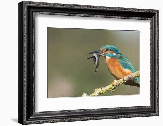 Kingfisher (Alcedo Atthis), Yorkshire, England, United Kingdom, Europe-David and Louis Gibbon-Framed Photographic Print