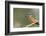 Kingfisher (Alcedo Atthis), Yorkshire, England, United Kingdom, Europe-David and Louis Gibbon-Framed Photographic Print