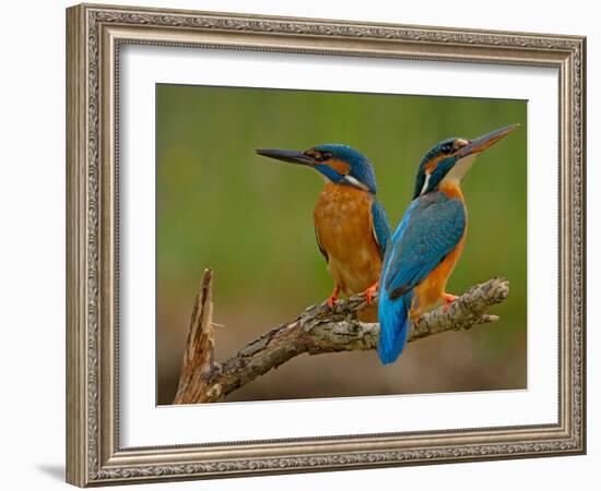 Kingfisher (Alcedo Atthis)-Stefan Benfer-Framed Photographic Print