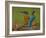 Kingfisher (Alcedo Atthis)-Stefan Benfer-Framed Photographic Print