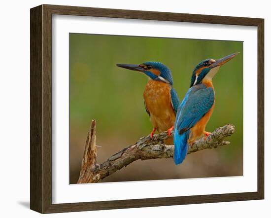 Kingfisher (Alcedo Atthis)-Stefan Benfer-Framed Photographic Print