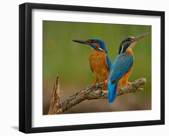 Kingfisher (Alcedo Atthis)-Stefan Benfer-Framed Photographic Print