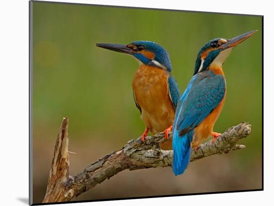 Kingfisher (Alcedo Atthis)-Stefan Benfer-Mounted Photographic Print
