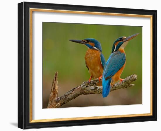 Kingfisher (Alcedo Atthis)-Stefan Benfer-Framed Photographic Print