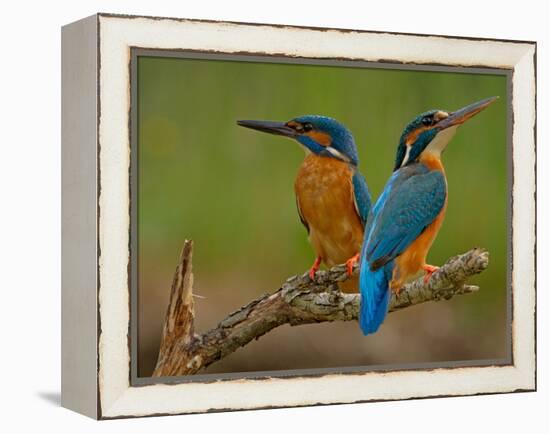 Kingfisher (Alcedo Atthis)-Stefan Benfer-Framed Premier Image Canvas