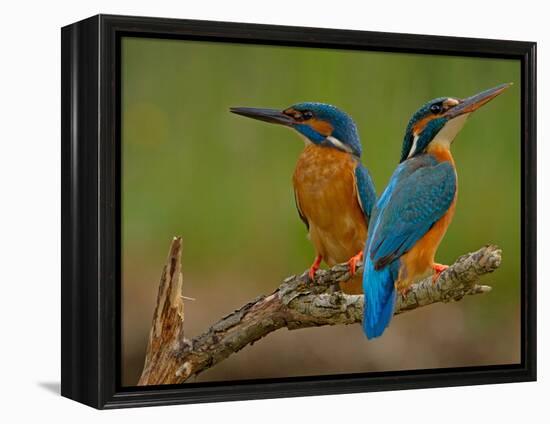 Kingfisher (Alcedo Atthis)-Stefan Benfer-Framed Premier Image Canvas