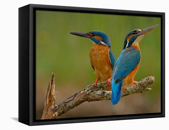 Kingfisher (Alcedo Atthis)-Stefan Benfer-Framed Premier Image Canvas