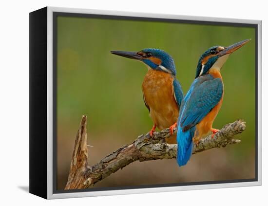 Kingfisher (Alcedo Atthis)-Stefan Benfer-Framed Premier Image Canvas