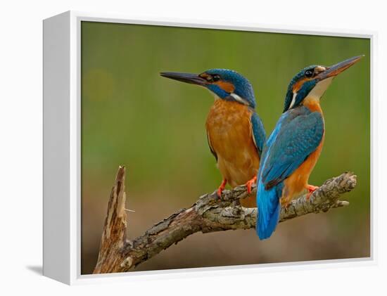 Kingfisher (Alcedo Atthis)-Stefan Benfer-Framed Premier Image Canvas