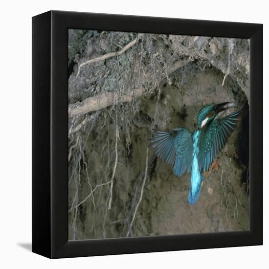 Kingfisher and Worm-CM Dixon-Framed Stretched Canvas