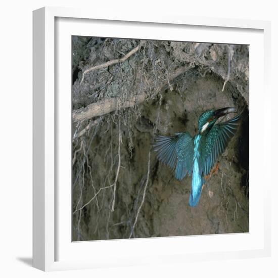 Kingfisher and Worm-CM Dixon-Framed Premium Photographic Print