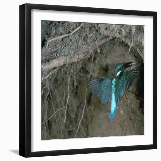 Kingfisher and Worm-CM Dixon-Framed Photographic Print