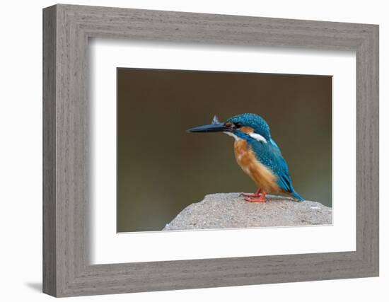 Kingfisher, Bandhavgarh National Park, Madhya Pradesh, India, Asia-Sergio Pitamitz-Framed Photographic Print