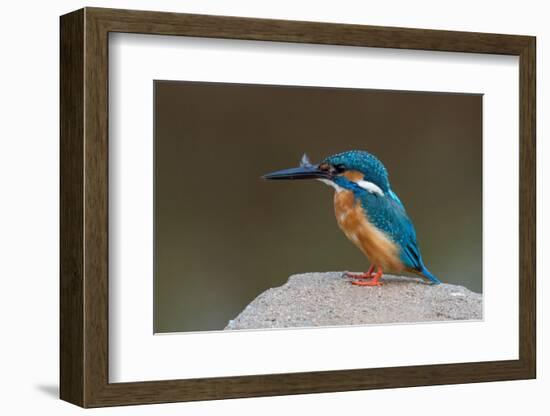 Kingfisher, Bandhavgarh National Park, Madhya Pradesh, India, Asia-Sergio Pitamitz-Framed Photographic Print