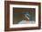 Kingfisher, Bandhavgarh National Park, Madhya Pradesh, India, Asia-Sergio Pitamitz-Framed Photographic Print