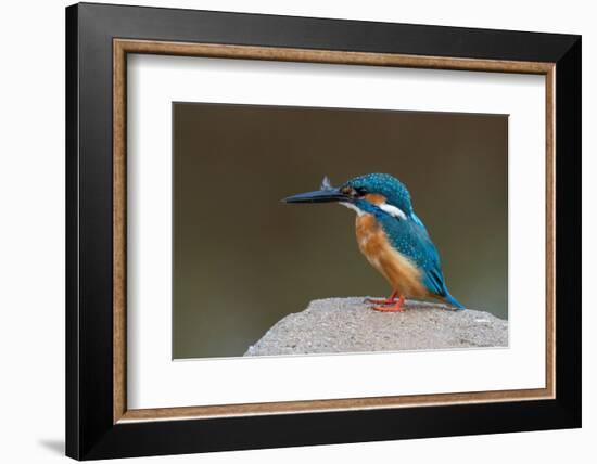 Kingfisher, Bandhavgarh National Park, Madhya Pradesh, India, Asia-Sergio Pitamitz-Framed Photographic Print