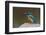 Kingfisher, Bandhavgarh National Park, Madhya Pradesh, India, Asia-Sergio Pitamitz-Framed Photographic Print