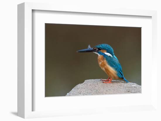 Kingfisher, Bandhavgarh National Park, Madhya Pradesh, India, Asia-Sergio Pitamitz-Framed Photographic Print