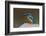 Kingfisher, Bandhavgarh National Park, Madhya Pradesh, India, Asia-Sergio Pitamitz-Framed Photographic Print