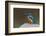 Kingfisher, Bandhavgarh National Park, Madhya Pradesh, India, Asia-Sergio Pitamitz-Framed Photographic Print