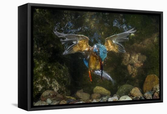 Kingfisher Hunting a Fish Underwater-ClickAlps-Framed Premier Image Canvas