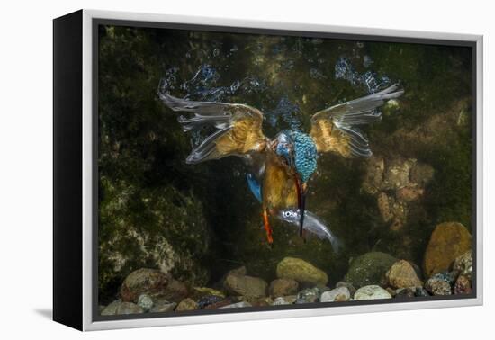 Kingfisher Hunting a Fish Underwater-ClickAlps-Framed Premier Image Canvas