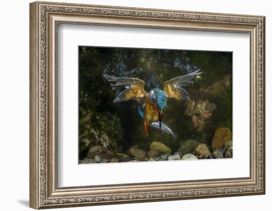 Kingfisher Hunting a Fish Underwater-ClickAlps-Framed Photographic Print