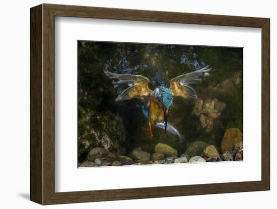 Kingfisher Hunting a Fish Underwater-ClickAlps-Framed Photographic Print