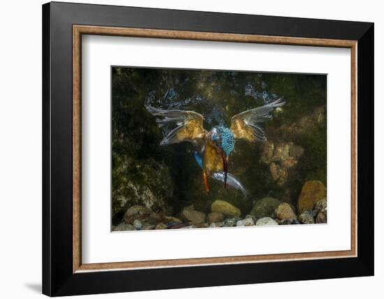 Kingfisher Hunting a Fish Underwater-ClickAlps-Framed Photographic Print