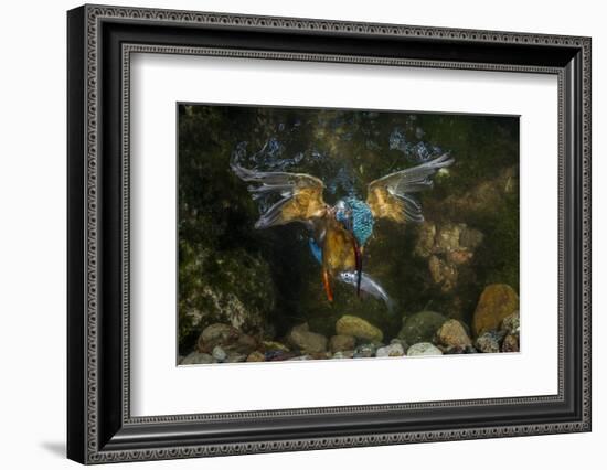 Kingfisher Hunting a Fish Underwater-ClickAlps-Framed Photographic Print