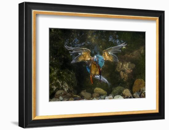 Kingfisher Hunting a Fish Underwater-ClickAlps-Framed Photographic Print