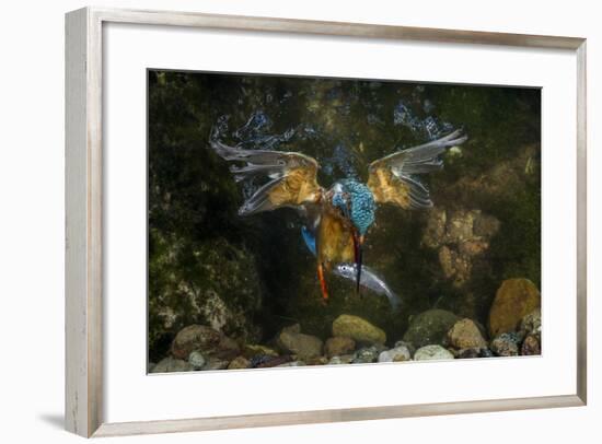 Kingfisher Hunting a Fish Underwater-ClickAlps-Framed Photographic Print