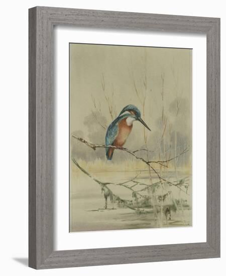 Kingfisher, Illustration from 'A History of British Birds' by William Yarrell, c.1905-10-Edward Adrian Wilson-Framed Giclee Print