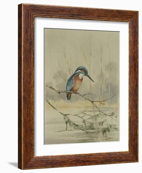 Kingfisher, Illustration from 'A History of British Birds' by William Yarrell, c.1905-10-Edward Adrian Wilson-Framed Giclee Print