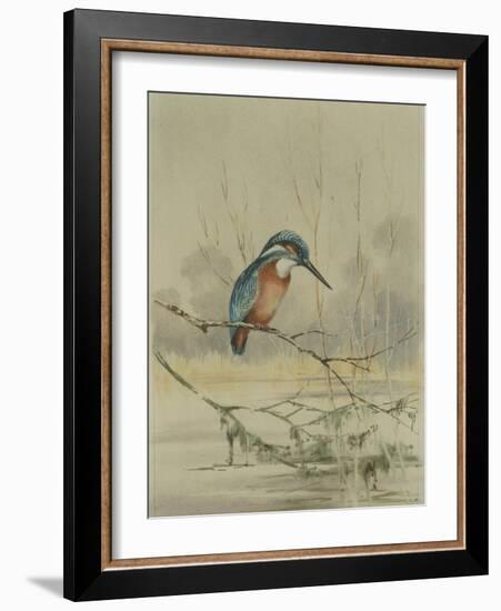 Kingfisher, Illustration from 'A History of British Birds' by William Yarrell, c.1905-10-Edward Adrian Wilson-Framed Giclee Print