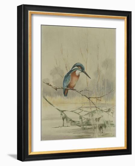 Kingfisher, Illustration from 'A History of British Birds' by William Yarrell, c.1905-10-Edward Adrian Wilson-Framed Giclee Print