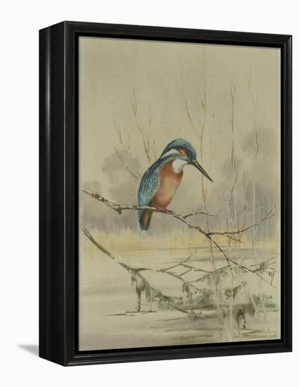 Kingfisher, Illustration from 'A History of British Birds' by William Yarrell, c.1905-10-Edward Adrian Wilson-Framed Premier Image Canvas