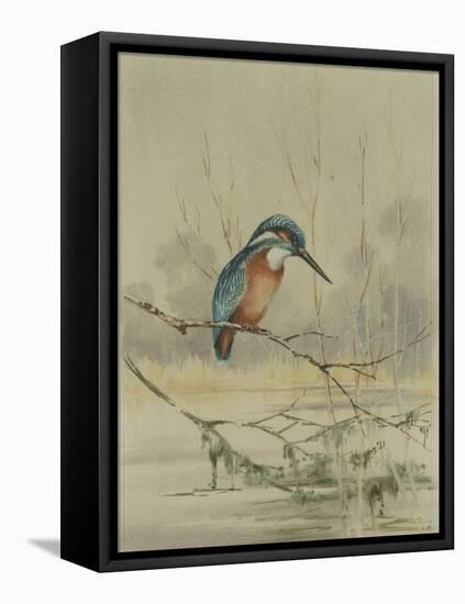 Kingfisher, Illustration from 'A History of British Birds' by William Yarrell, c.1905-10-Edward Adrian Wilson-Framed Premier Image Canvas