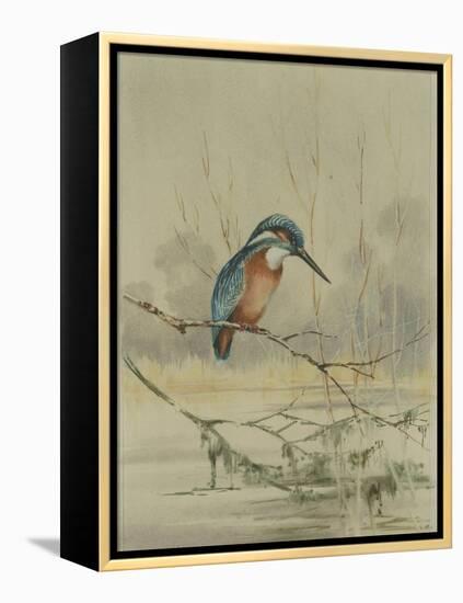 Kingfisher, Illustration from 'A History of British Birds' by William Yarrell, c.1905-10-Edward Adrian Wilson-Framed Premier Image Canvas